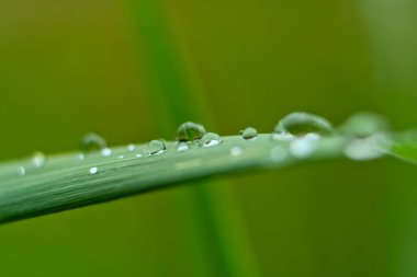 Yeşil çimenlerin üzerinde bulanık yeşil arkaplanı olan makro yağmur damlaları..