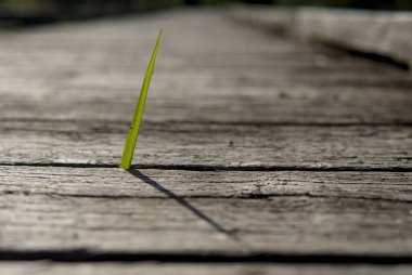 Yıpranmış ahşap kalaslarda tek bir çimen yaprağı büyür. Bu da dayanıklılığı ve doğanın devamlılığını simgeler..