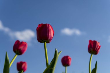 Kırmızı laleler açık mavi gökyüzüne karşı dimdik durur, canlı bir zıtlık yaratır ve ilkbaharda açan doğanın güzelliğini gözler önüne serer..