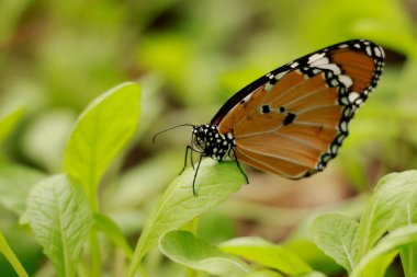 Sade kaplan kelebeğinin yan profili Danaus chrysippus hardal yaprakları üzerinde dinleniyor