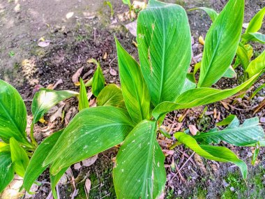 Bahçede yeşil bir bitki ve her tarafa yayılmış büyük yapraklar var.