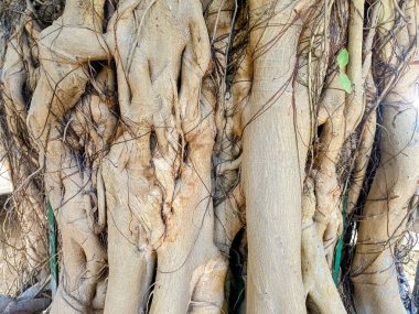 Ormandaki ağaç gövdesine yakın ağaçtaki ahşap deseni vurguluyor.