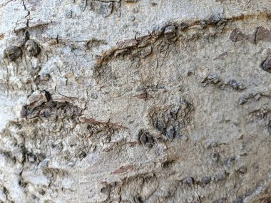 Ormandaki ağaç gövdesine yakın ağaçtaki ahşap deseni vurguluyor.