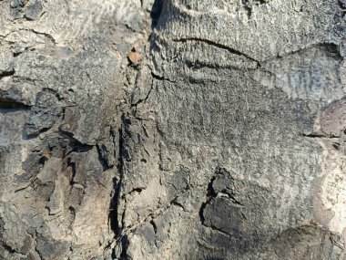 Ormandaki ağaç gövdesine yakın ağaçtaki ahşap deseni vurguluyor.