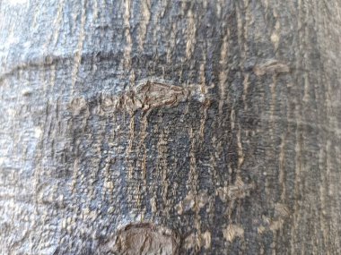 Ormandaki ağaç gövdesine yakın ağaçtaki ahşap deseni vurguluyor.