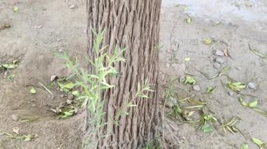 Bir ağaç gövdesinin kıvrımlı dokusu, yakın plan. Ağaç gövdesinin kabuğunun kıvrımlı dokusu yakın plan. Eski ağaç 