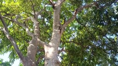 Bir bahçedeki Uzun Ağaçlar Düşük Açı Görüş Alanı