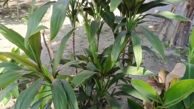 Yeşil yapraklı küçük bitkiler küçük bir bahçede yetişir. Santralin üst görüntüsü