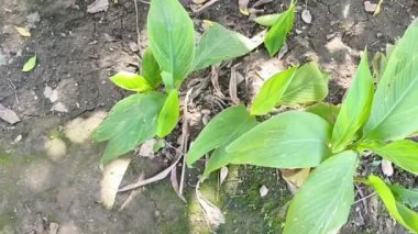 Yeşil yapraklı küçük bitkiler küçük bir bahçede yetişir.. 