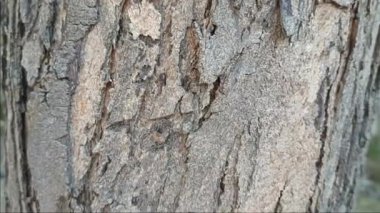 Bir ağaç gövdesinin kıvrımlı dokusu, yakın plan. Ağaç gövdesinin kabuğunun kıvrımlı dokusu yakın plan. Eski ağaç 