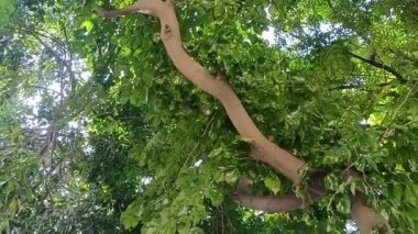 Bir bahçedeki Uzun Ağaçlar Düşük Açı Görüş Alanı