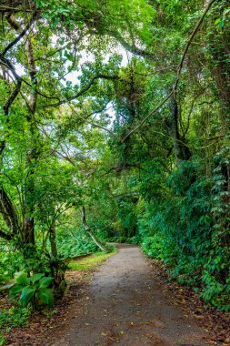 Path through the rainforest through the trees in Rio de Janeiro