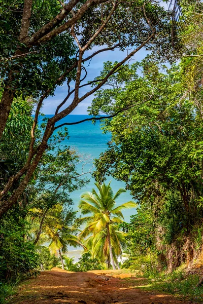 在巴西巴伊亚州南部海岸的塞拉格兰德 一个美丽的小海滩抵达普拉亚 周围环绕着被保护的热带雨林 — 图库照片