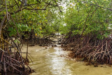 Bahia 'nın güney kıyısındaki Serra Grande' deki Sargi sahilinde nehrin denizle buluştuğu mangrov bitkisi.