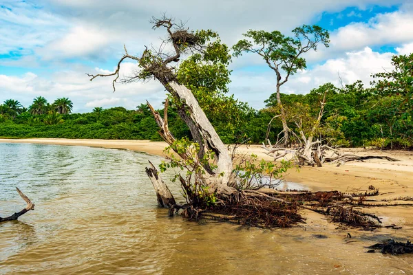 巴西巴伊亚州南部海岸红树林与大海相遇的干枯扭曲的树木 — 图库照片