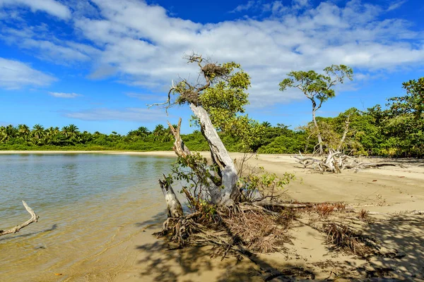 Mangrove Végétation Forêt Tropicale Sur Les Sables Praia Sargi Serra — Photo