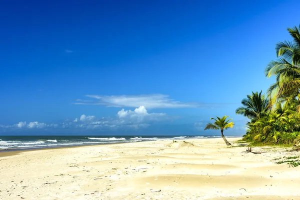 バヒアの海岸にあるSerra Grandeの美しいSargiビーチで海のそばのヤシの木 ストック写真