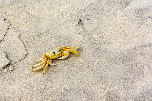 Krabben Auf Dem Sand Strand Bundesstaat Bahia Brasilien — Stockfoto