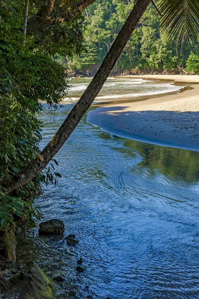 Floden Rinner Mot Havet Genom Regnskogen Vid Den Vilda Öde — Stockfoto
