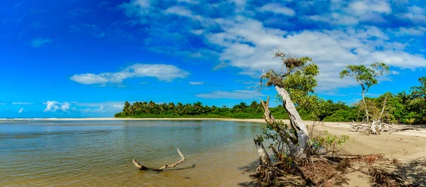 Image Panoramique Rencontre Mangrove Végétation Avec Mer Sur Plage Sargi — Photo