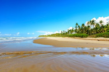 Sargi plajı hindistan cevizi ağaçlarıyla çevrili ve Bahia kıyısındaki Serra Grande 'de bir yaz sabahı tamamen terk edilmiş.