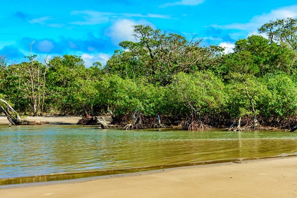 Strand Het Mangrove Moeras Met Bomen Wortels Ontsproten Aan Het — Stockfoto