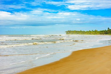 Sargi plajı, deniz kenarında hindistan cevizi ağaçları ve Bahia sahilinde Serra Grande 'de kumlu.