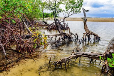 Bahia eyaletinin Serra Grande kıyı şehrindeki Pe de Serra sahilindeki Mangrove bitki örtüsü.
