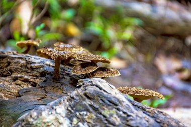 Brezilya 'nın Minas Gerais kentindeki tropik ormanın ortasında düşen bir ağacın gövdesinde mantarlar filizleniyor.