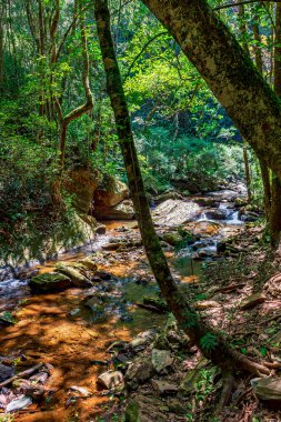 Brezilya 'nın Minas Gerais kentindeki kayalar ve sık yağmur ormanları arasında akan nehir ve ağaçlar.