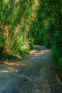 Sao Paulo 'daki Ilhabela adasında, yağmur ormanlarının ortasında saklı bir toprak yol.