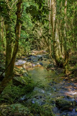 Brezilya 'nın Minas Gerais eyaletindeki yoğun yağmur ormanları ve kayalar arasında küçük bir dere,