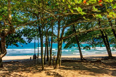 Ilhabela, Sao Paulo 'daki Bonete sahilinde ağaçlar ve bitkiler.
