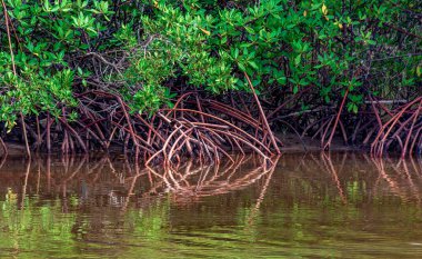 Bahia eyaletinin güney kıyısındaki suya yansıyan mangrov ağaçlarının kökleri.