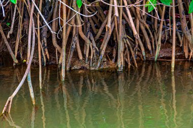 Bahia 'nın güney kıyısında su ve çamur arasında mangrov kökleri var.