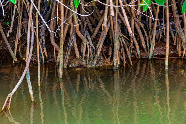 Bahia 'nın güney kıyısında su ve çamur arasında mangrov kökleri var.