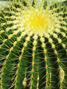 Renkli dikenli kaktüs