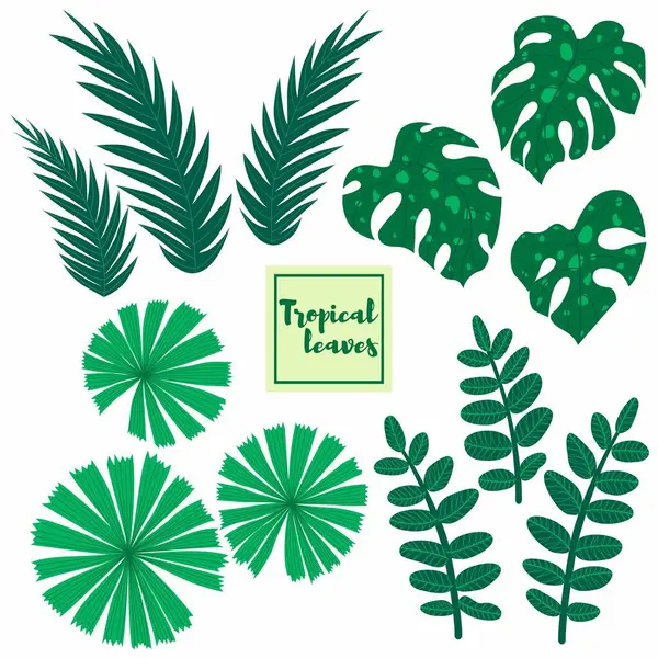 stock vector The collection of tropical leaves includes various types such as monstera, zamioculcas, licuala spinosa, and palm branches. Hand-drawn vector isolated on a white background.