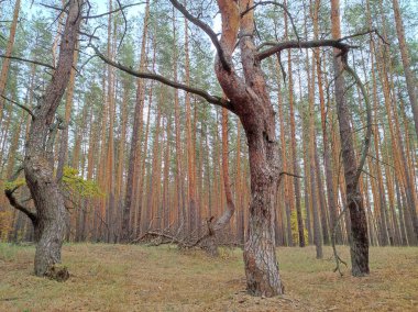 Ağaçlar ve yapraklarla dolu sonbahar ormanı