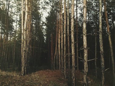 Ormanın güzel manzarası