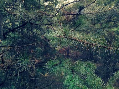Doğadaki orman ağaçları, bitki örtüsü.
