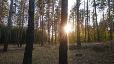 Ağaçlar ve yapraklarla dolu güzel bir sonbahar ormanı