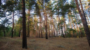 Ağaçlar ve yapraklarla dolu güzel sonbahar manzarası