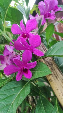 Bahçedeki güzel pembe orkide çiçeği