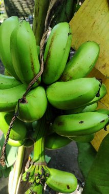 Yeşil yapraklı muz ağacı