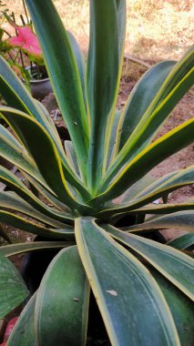 bir bitkinin yeşil yaprakları