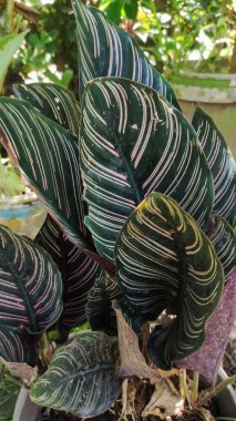 Bahçede yeşil ve mavi yaprak, arka plan için fotoğraf