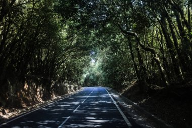 La Gomera (Kanarya Adaları) adasındaki Garajonay Milli Parkı 'nda sessiz bir yol.)