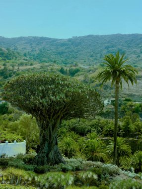 Tenerife 'nin eski ejderha ağacı (Kanarya Adaları) güzel bir botanik parkındaki palmiye ağacının yanında.