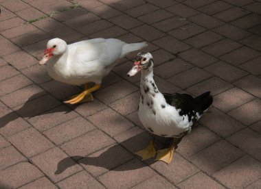 two wild ducks walking together in an urban park clipart